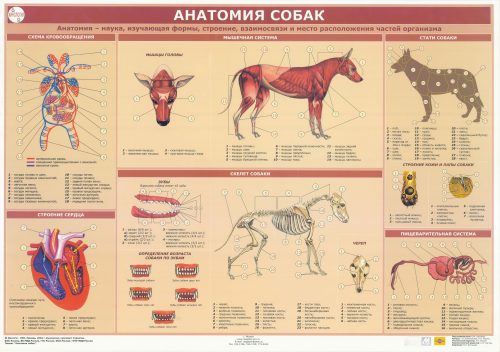 Анатомия собаки 
