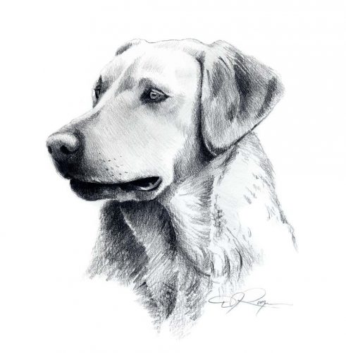 рисунок собаки карандашом