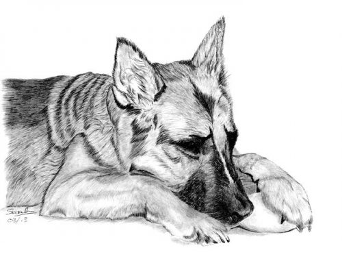 рисунок собаки карандашом5