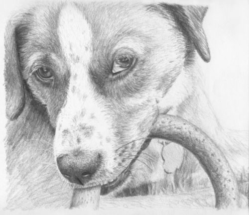 рисунок собаки карандашом7