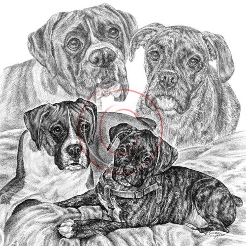 рисунок собаки карандашом8