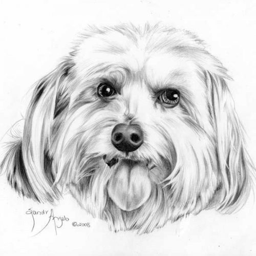 рисунок собаки карандашом9