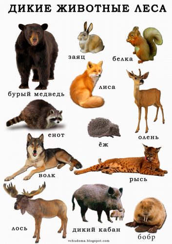дикие животные картинки для детей3