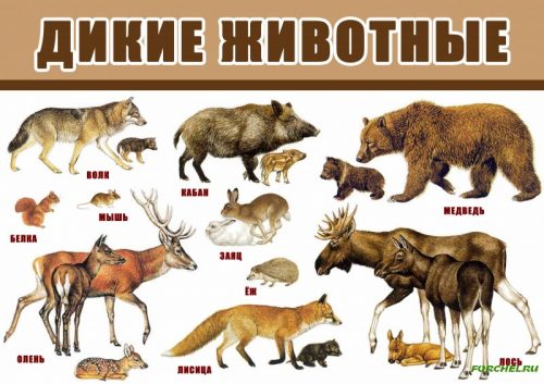 картинки диких животных
