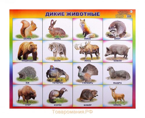 картинки диких животных2