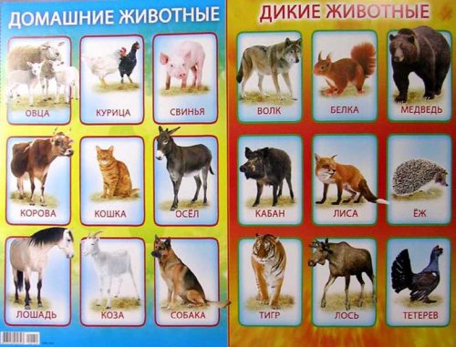 картинки диких животных3
