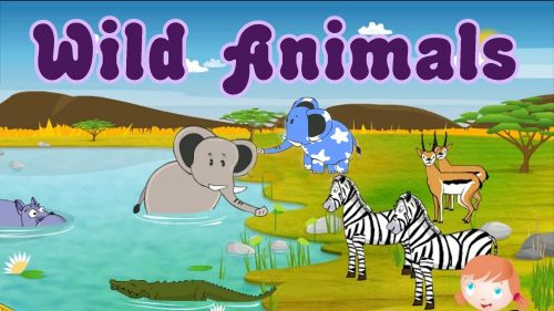  дикие животные для детей4